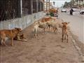 إعدام 121 كلبًا ضالاً في حملة بحي غرب الإسكندرية