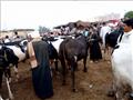 مربو الماشية بالفيوم يلجأون لبيعها للجزارين 