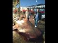 سمكة القرش الحوتي في سوق العبور قبل تقطيعها 