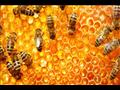 منها عسل البرسيم.. إليك أنواع العسل وفوائده الصحية (صور)