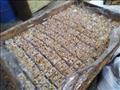 مراحل تصنيع حلوى المولد التقليدية في أقدم مصانع الإسكندرية