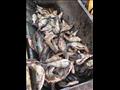 ضبط كميات من الأسماك المملحة الفاسدة في دمياط