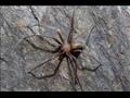 اكتشاف عناكب قاتلة تعيش في الأثاث