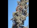 الحاج ناصر يزين أقدم شجرة كريسماس في أسيوط (2)