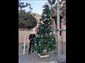 وضع شجرة كريسماس أمام كنيسة الكاتدرال في بورسعيد
