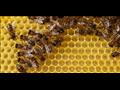 باحثون النحل يستطيع تعلم عملية الجمع والطرح الحساب