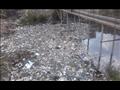 شوائب وقمامة في ترعة القُضابة بمدينة دسوق