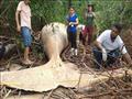 الحوت الضخم في غابات الأمازون