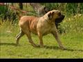 Boerboel