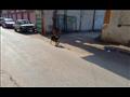 كلاب تتنشر في شوارع المنيا (10)