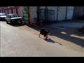 كلاب تتنشر في شوارع المنيا (11)