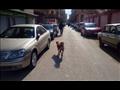 كلاب تتنشر في شوارع المنيا (12)