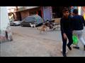 كلاب تتنشر في شوارع المنيا (15)