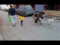 كلاب تتنشر في شوارع المنيا (16)