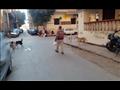كلاب تتنشر في شوارع المنيا (17)