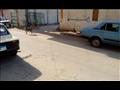 كلاب تتنشر في شوارع المنيا (9)