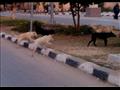 كلاب تتنشر في شوارع المنيا (8)