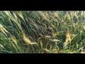 الصدأ الأصفر يهدد محصول القمح (7)