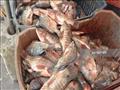أسعار الأسماك في سوق العبور اليوم