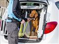 هكذا تصطحب الحيوانات الأليفة بأمان في سيارتك