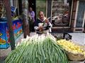 عم أحمد - يبيع البصل والليمون بالإسكندرية في انتظار عودة معاشه المنقطع (9)
