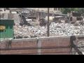 قمامة وطيور مهاجرة بحي شمال بمدينة دسوق وسط الكتلة السكنية