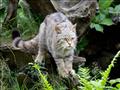 القط الإنجليزي البري 3.. الصورة من إندبندنت