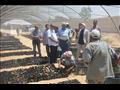 نائبة محافظ الوادي الجديد توجه بالتوسع في زراعة نبات  المورينجا  (6)