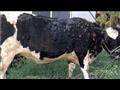 نفوق أبقار بسبب الجلد العقدي بسوهاج (4)