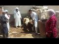 تحصين الماشية ضد الحمى القلاعية بالإسكندرية (2)