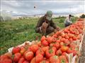 صادرات مصر الزراعية تجاوزت 3 ملايين طن 