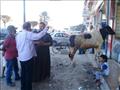 حملة للتنبيه علي أصحاب المجازر في بورسعيد٤