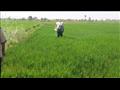 إزالة 32 فدان أرز مخالف بقرية قصر الباسل بالفيوم (2)
