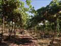 محافظ الوادى الجديد يتفقد مشروع آفاق الزراعي لإنتاج الفاكهة بمركز بلاط   (6)