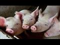 اكتشاف حالات إصابة جديدة بحمى الخنازير الأفريقية