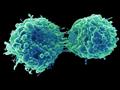 فيروس الزكام الشائع يهاجم الخلايا السرطانية ويحفز 