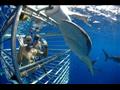 الغوص في قفص مع أسماك القرش - كيب تاون  جنوب أفريق