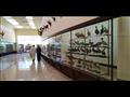 متحف التاريخ الطبيعي بحديقة الحيوان بالإسكندرية (15)