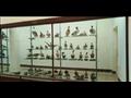 متحف التاريخ الطبيعي بحديقة الحيوان بالإسكندرية (12)
