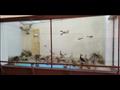 متحف التاريخ الطبيعي بحديقة الحيوان بالإسكندرية (7)