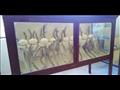 متحف التاريخ الطبيعي بحديقة الحيوان بالإسكندرية (22)
