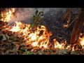 حرائق غابات الأمازون (3)