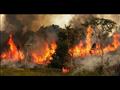حرائق غابات الأمازون (13)