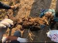 العثور على أعمال سفلية بكيس بلاستيك في تنظيف مقابر بكفر الشيخ
