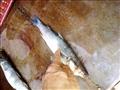 جانب من سوء حالة أسماك البوري المضبوطة