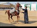 مهرجان الشرقية للخيول العربية - ارشيفية