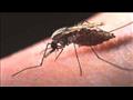 الملاريا الخبيثة