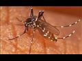 الباعوض الناقل للملاريا
