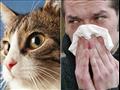 أعراض وعلاج حساسية القطط 