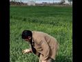 لجنة زراعة بورسعيد تفحص زراعات القمح